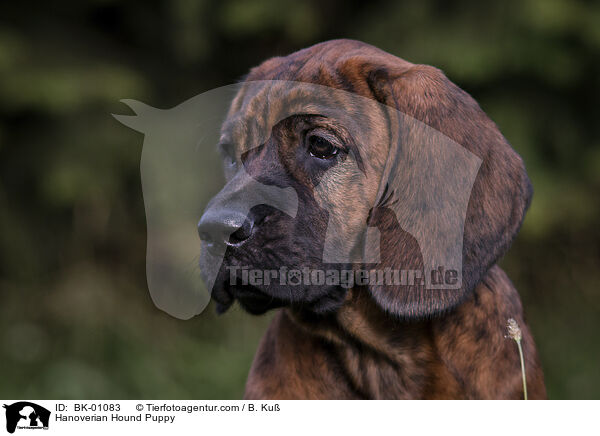 Hanoverian Hound Puppy / BK-01083