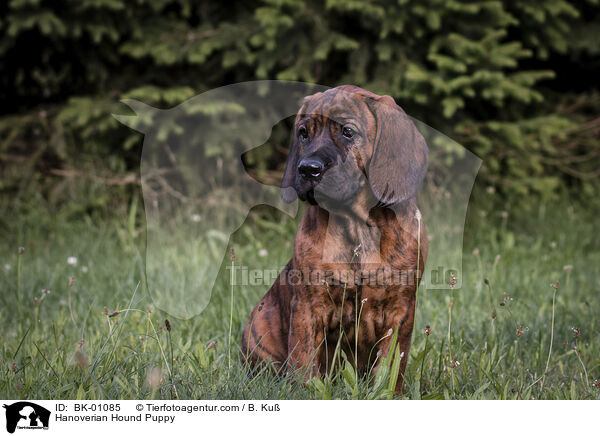 Hannoverscher Schweihund Welpe / Hanoverian Hound Puppy / BK-01085