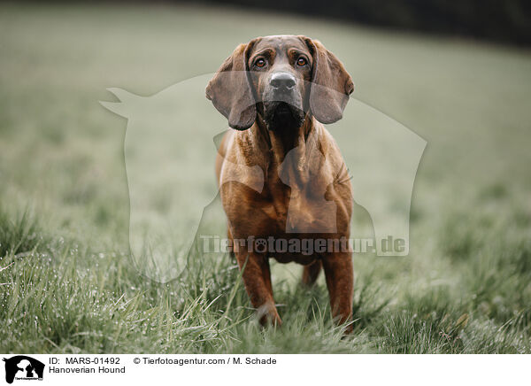 Hannoverscher Schweihund / Hanoverian Hound / MARS-01492