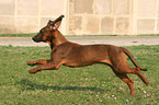 running Hannoverian Hound