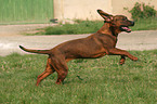 running Hannoverian Hound