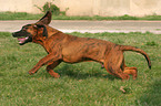 running Hannoverian Hound