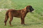 standing Hannoverian Hound