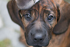 Hanoverian Hound Puppy