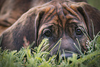 Hanoverian Hound Puppy