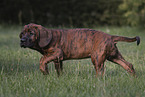 Hanoverian Hound Puppy