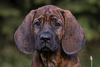 Hanoverian Hound Puppy