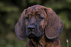 Hanoverian Hound Puppy