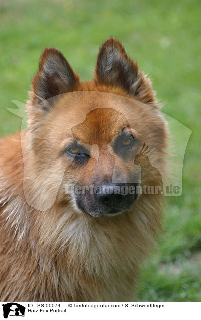 Harz Fox Portrait / SS-00074