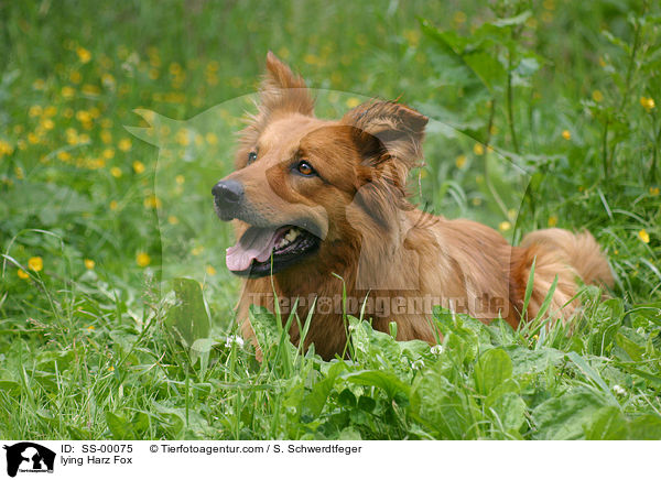 liegender Harzer Fuchs / lying Harzer Fuchs / SS-00075