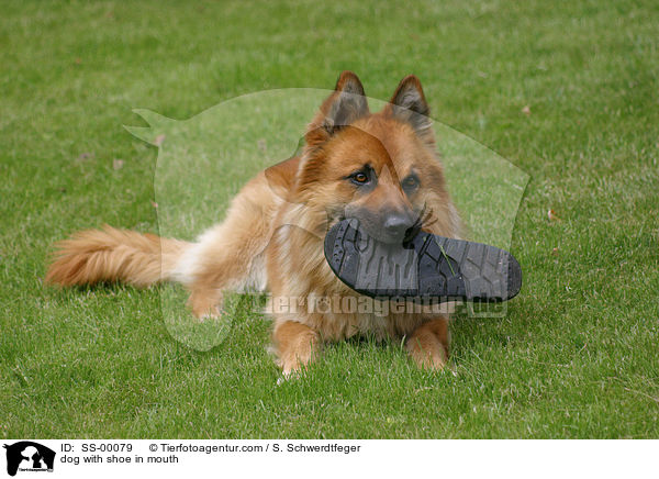 Hund mit Schuh im Maul / dog with shoe in mouth / SS-00079