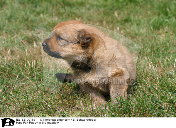 Harzer Fuchs Welpe / Harzer Fuchs Puppy / SS-00163