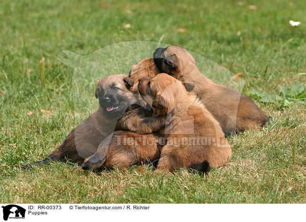 Harzer Fuchs Welpen / Puppies / RR-00373