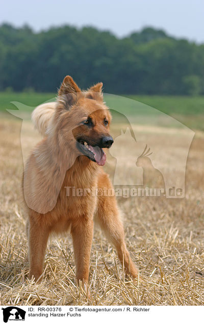stehender / standing Harzer Fuchs / RR-00376
