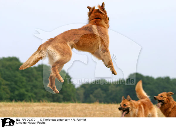 springender / jumping Harzer Fuchs / RR-00379