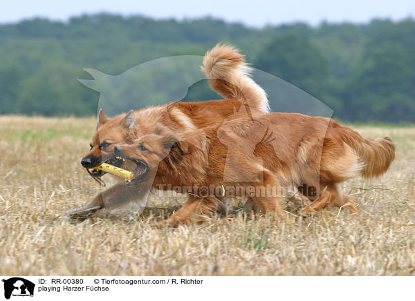 spielende / playing Harzer Fchse / RR-00380