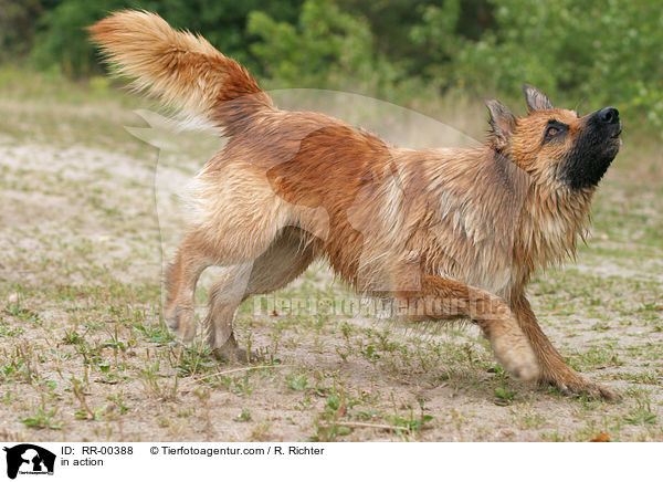 Harzer Fuchs in Bewegung / in action / RR-00388