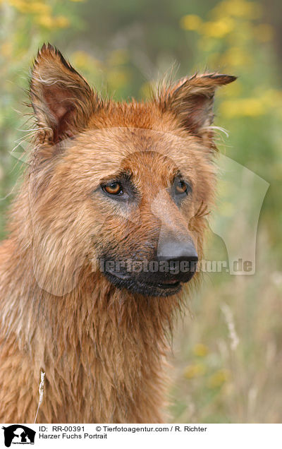 Harzer Fuchs Portrait / Harzer Fuchs Portrait / RR-00391