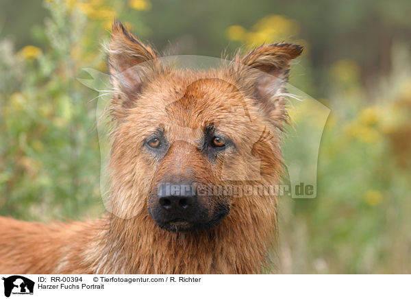 Harzer Fuchs Portrait / Harzer Fuchs Portrait / RR-00394