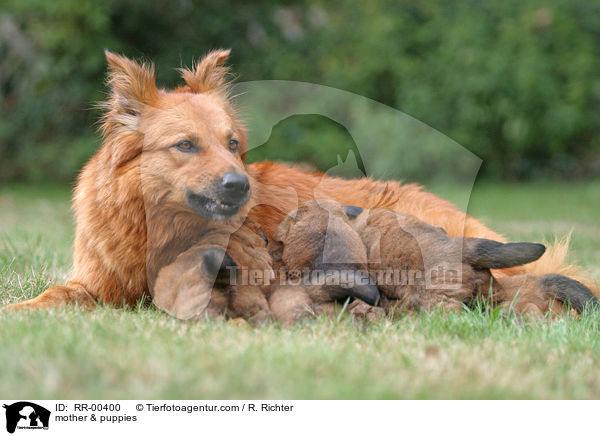 Harzer Fuchs Mutter & Welpen / mother & puppies / RR-00400