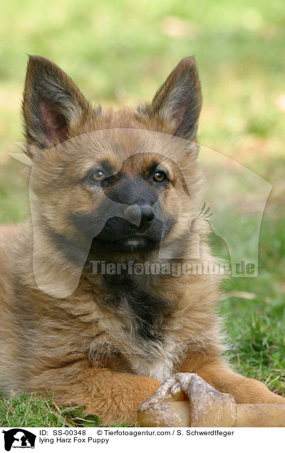 Harzer Fuchs Welpe / Harzer Fuchs Puppy / SS-00348