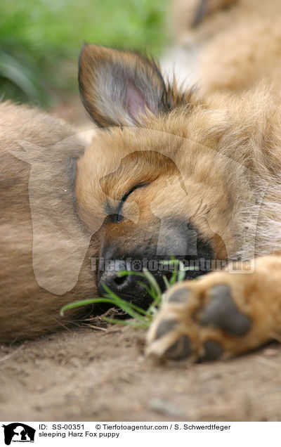 sleeping Harz Fox puppy / SS-00351