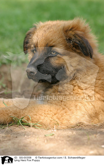 lying Harz Fox Puppy / SS-00358