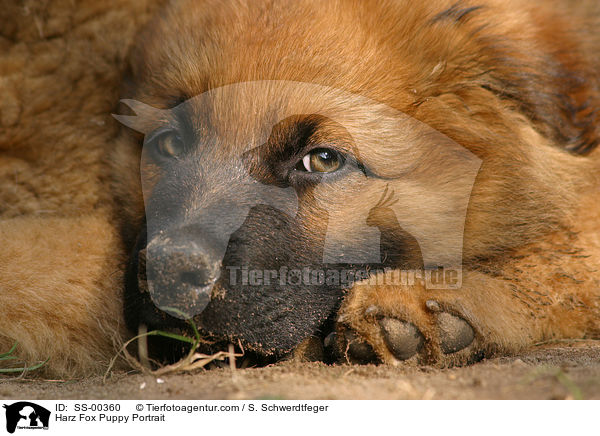 Harzer Fuchs Welpe / Harzer Fuchs Puppy / SS-00360