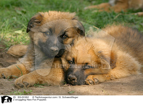 2 snuggling Harz Fox Puppies / SS-00362