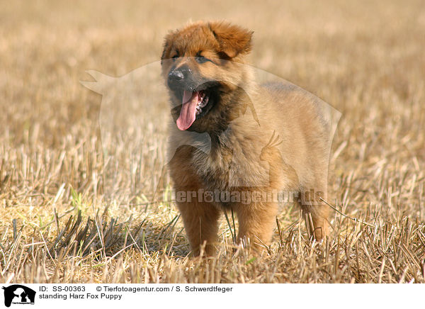 Harzer Fuchs Welpe / Harzer Fuchs Puppy / SS-00363