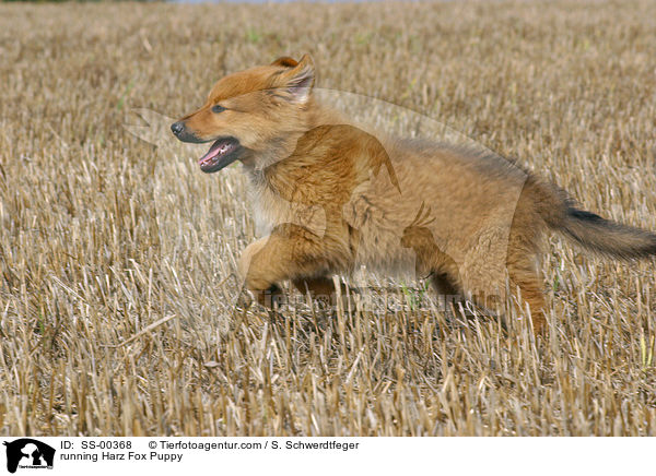 Harzer Fuchs Welpe / Harzer Fuchs Puppy / SS-00368