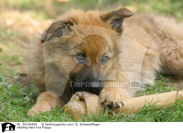 nibbling Harz Fox Puppy / SS-00408