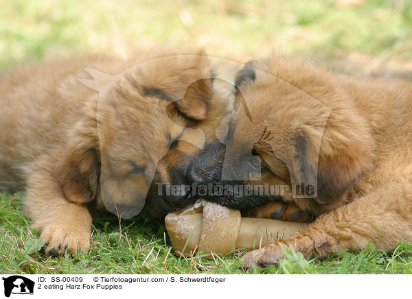 2 Harzer Fuchs Welpen / 2 Harzer Fuchs Puppies / SS-00409