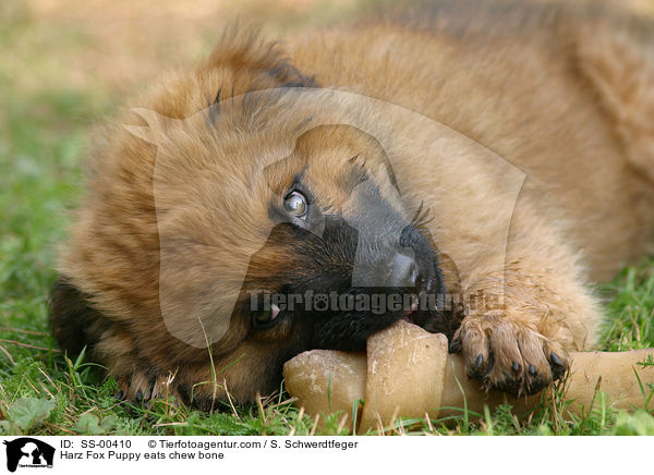 Harz Fox Puppy eats chew bone / SS-00410