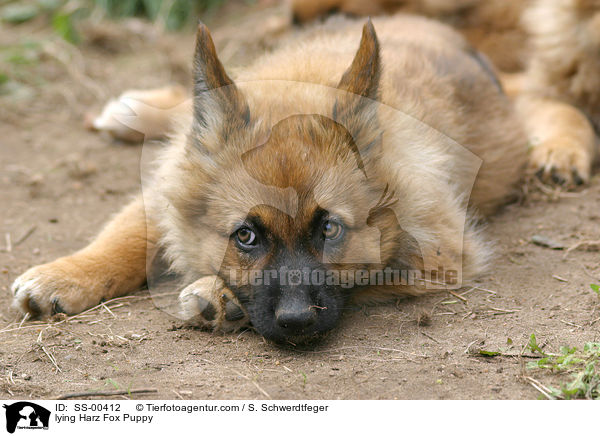 lying Harz Fox Puppy / SS-00412
