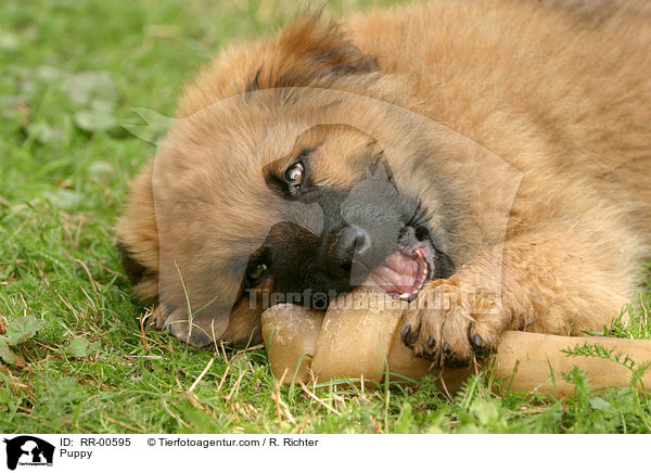 Harzer Fuchs Welpe / Puppy / RR-00595
