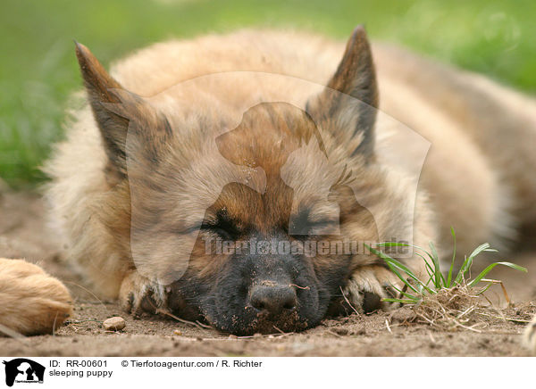 schlafender Harzer Fuchs Welpe / sleeping puppy / RR-00601