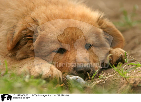 schlafender Harzer Fuchs Welpe / sleeping puppy / RR-00603