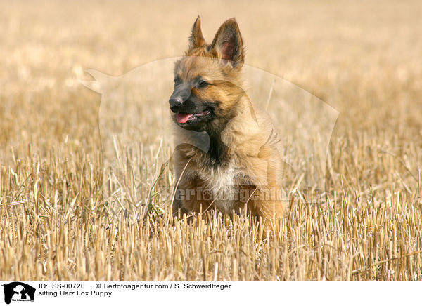 Harzer Fuchs Welpe / Harzer Fuchs Puppy / SS-00720