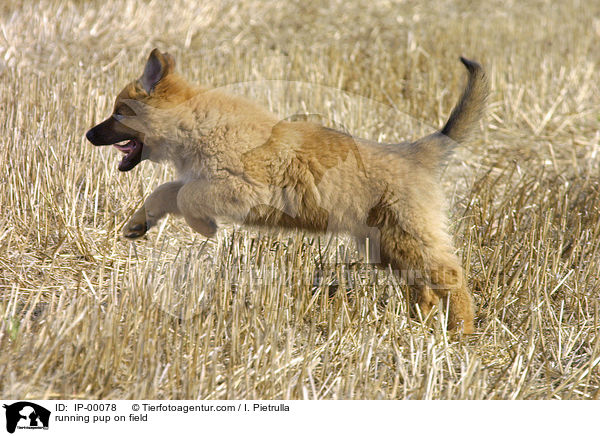 rennender Welpe auf Stoppelfeld / running pup on field / IP-00078