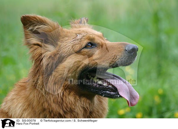 Harzer Fuchs Portrait / Harzer Fuchs Portrait / SS-00078