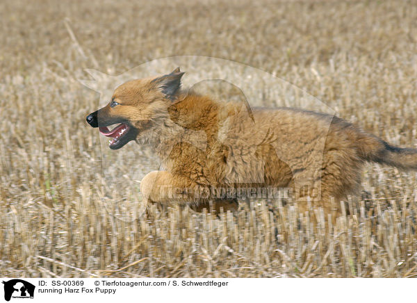 Harzer Fuchs Welpe / Harzer Fuchs Puppy / SS-00369