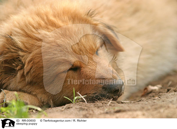 schlafender Harzer Fuchs Welpe / sleeping puppy / RR-00600