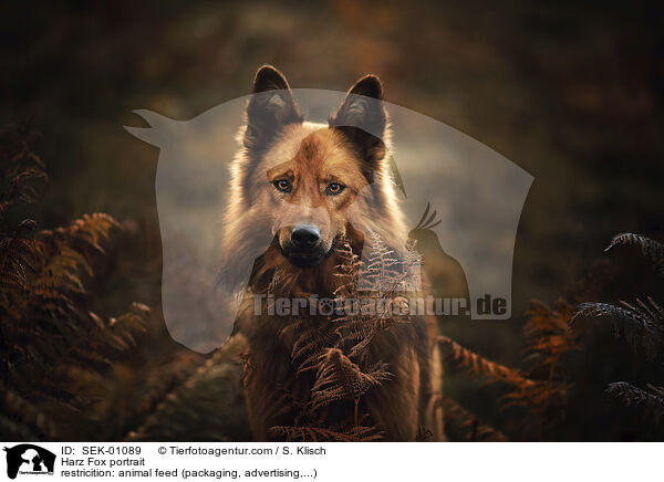 Harzer Fuchs Portrait / Harz Fox portrait / SEK-01089