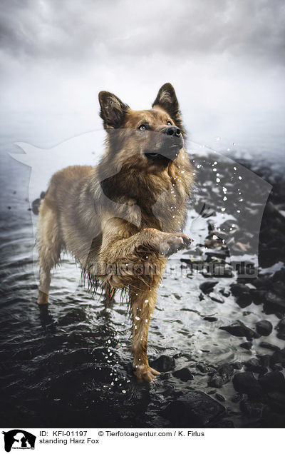 stehender Harzer Fuchs / standing Harz Fox / KFI-01197
