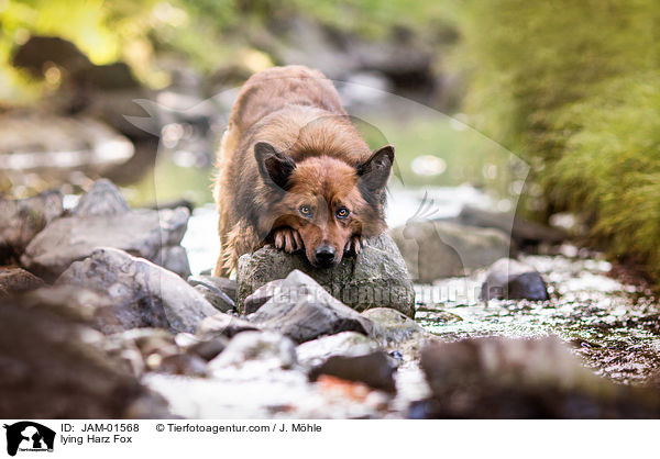 liegender Harzer Fuchs / lying Harz Fox / JAM-01568