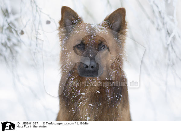 Harzer Fuchs im Winter / Harz Fox in the winter / JEG-01027