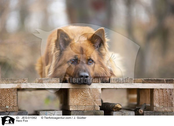 Harzer Fuchs / Harz Fox / JEG-01082