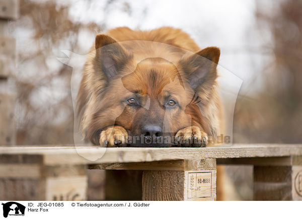 Harzer Fuchs / Harz Fox / JEG-01085