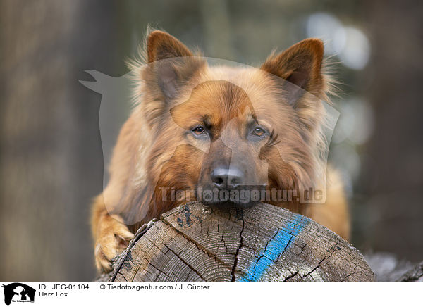 Harzer Fuchs / Harz Fox / JEG-01104